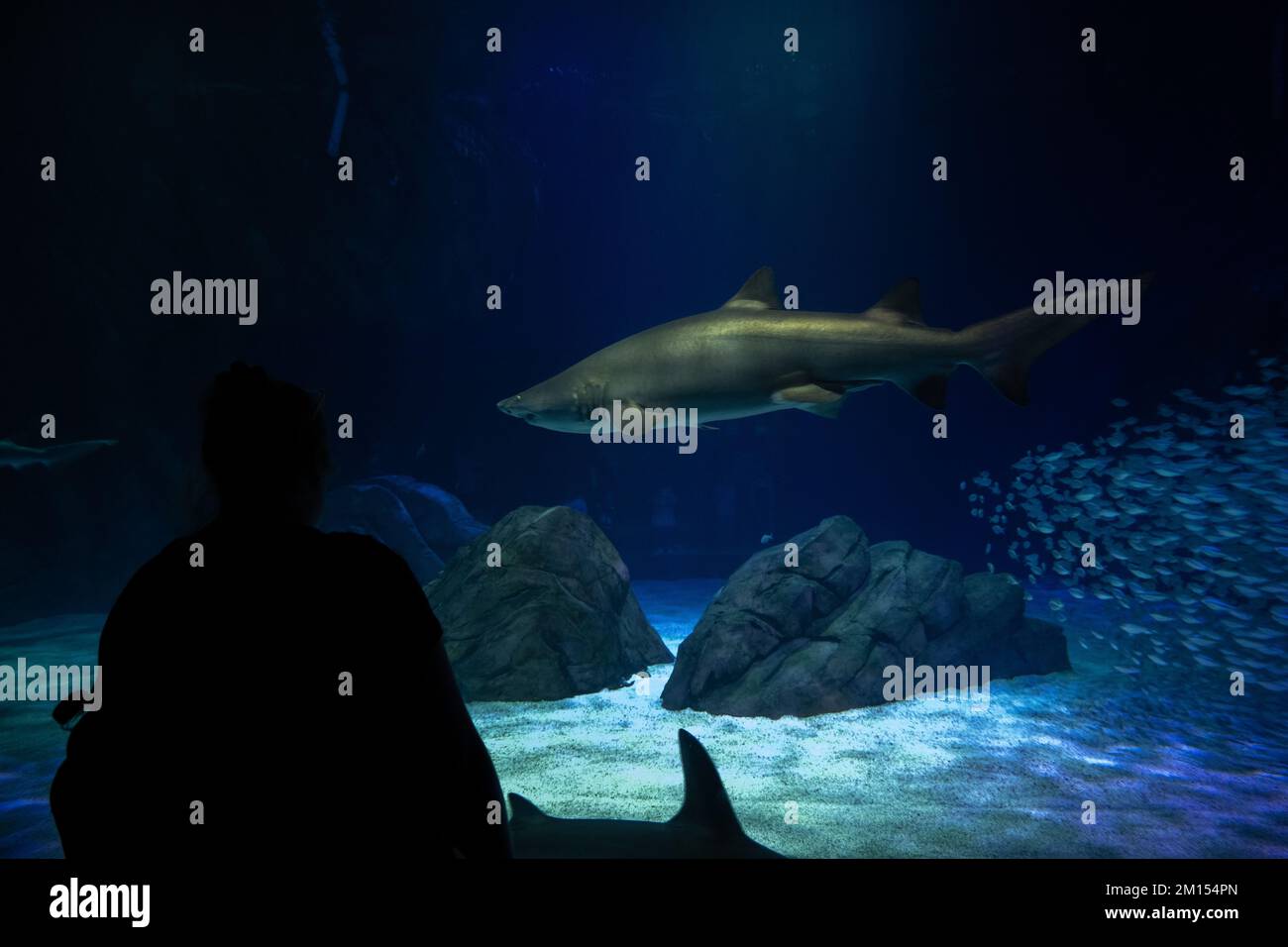 Sharks on display at the Aquarium Stock Photo Alamy