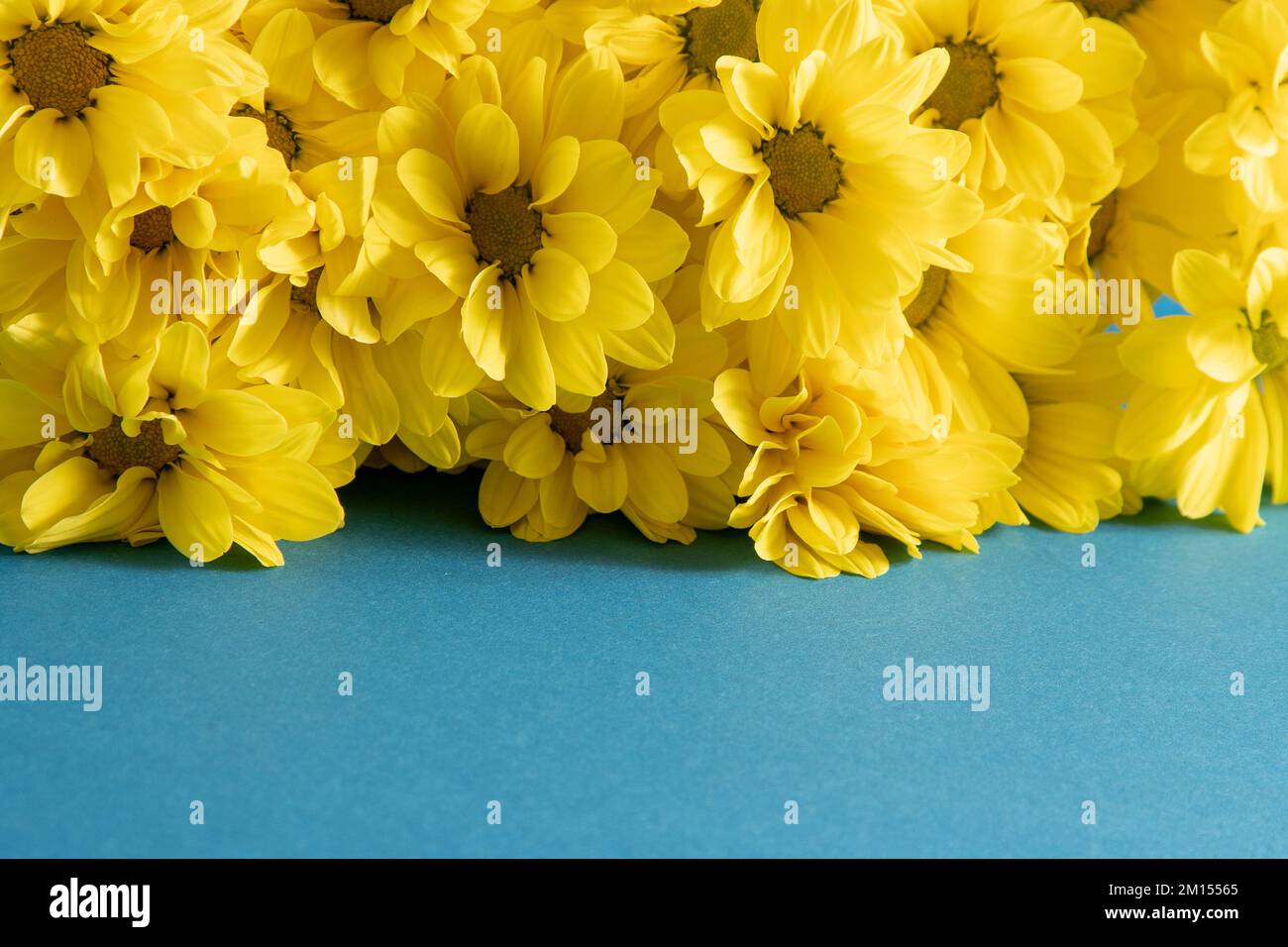 Yellow chrysanthemum flowers. Flower close-up. Floral flowers on blue background. Copy space. Stock Photo