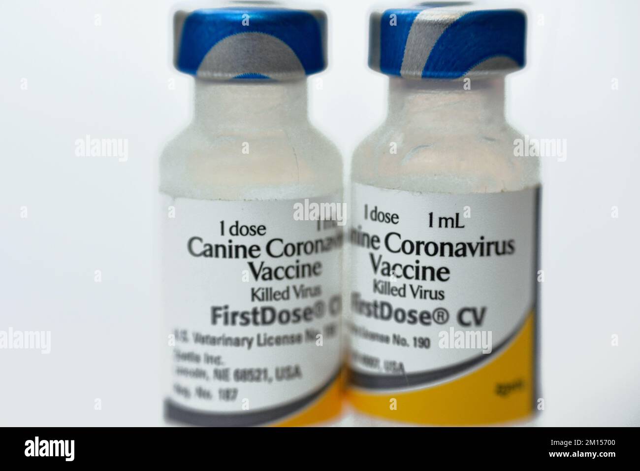 Cairo, Egypt, December 8 2022: Canine coronavirus vaccine, killed inactivated virus, first dose for dogs, Vanguard plus and also against distemper, ad Stock Photo