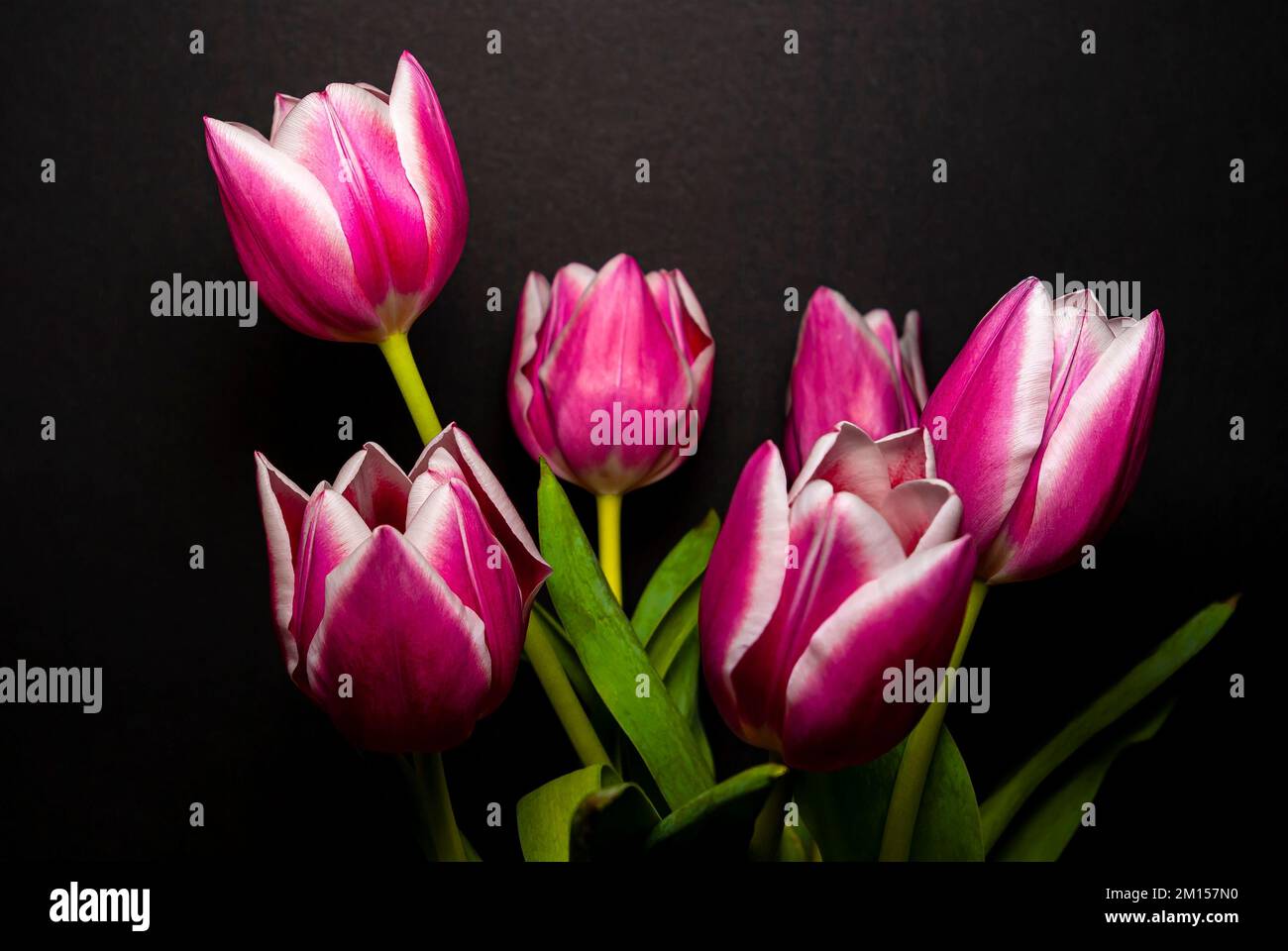 Cut flowers in a vase, bouquet of tulips set against a black background. Schnittblumen in einer Vase, Strauß Tulpen vor schwarzem Hintergrund freigest Stock Photo