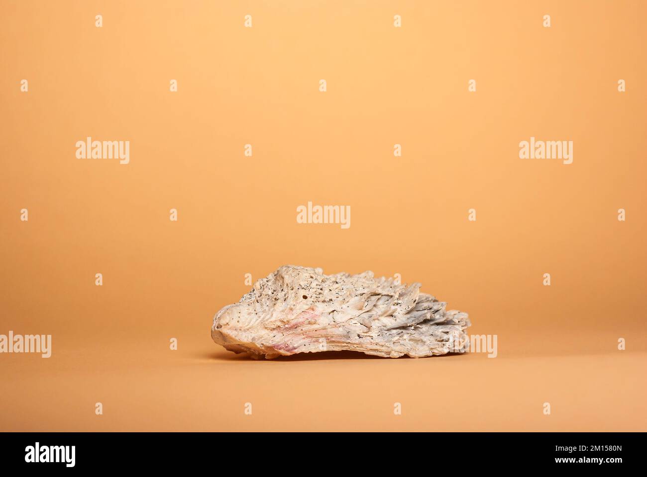 Single oyster shell full of barnacles isolated against a beige background. Stock Photo