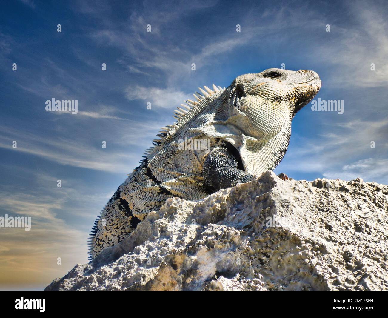 Close-up shot of an iguana sitting on a rock and sunbathing, cloudy sky in the background Stock Photo