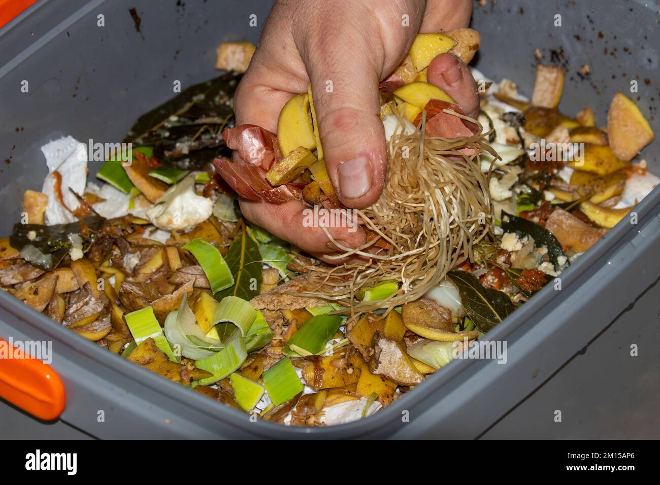 Bokashi fermenting and composting method. Composting in kitchen with EM Effective Microorganisms which are impregnated on the wheat bran to ferment fo Stock Photo