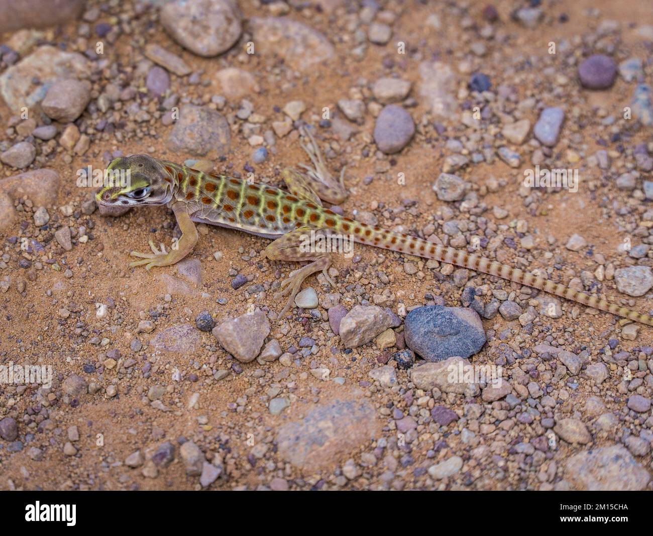 Close up picture of a cute little lizard in the US Sun Stock Photo