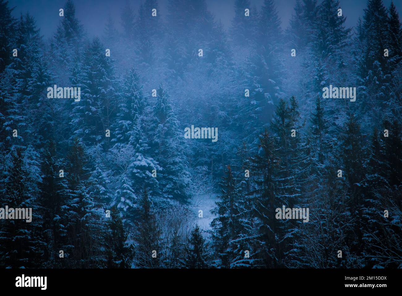 forest in the Winter with Snow Stock Photo - Alamy