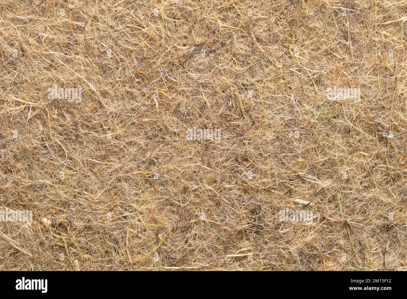 Hemp growing mat, surface and background, close-up, from above. Growth medium, made of industrial and natural hemp fibres. Stock Photo