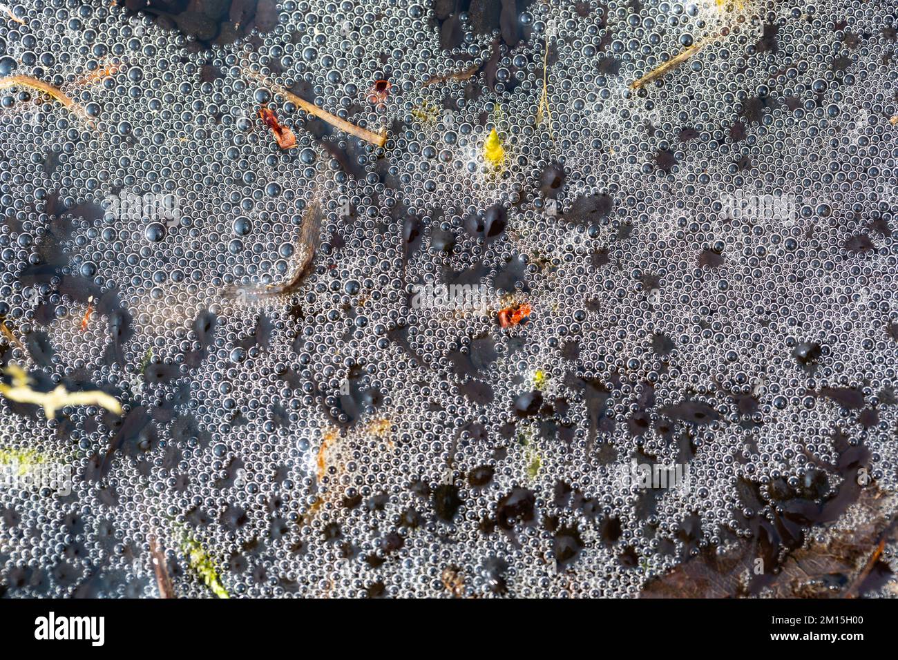 Tadpoles swimming in a garden pond, making the water foam with their