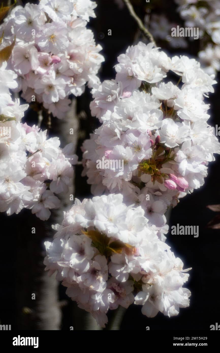 Columnar cherry hi-res stock photography and images - Alamy