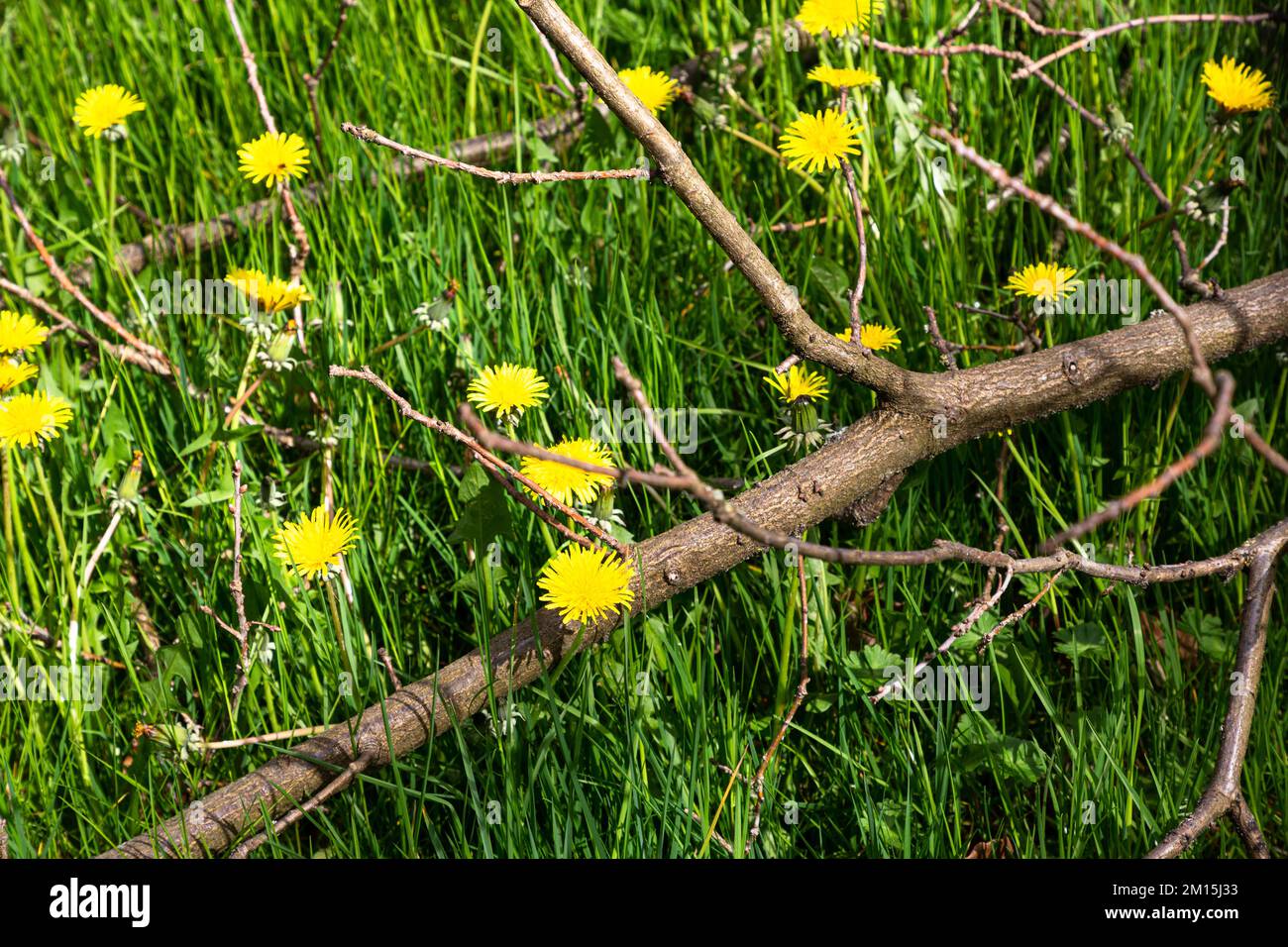 On a meadow lies a broken branch. Under it many plants of dandelion are blooming. The yellow flowers shine in the green grass. Stock Photo