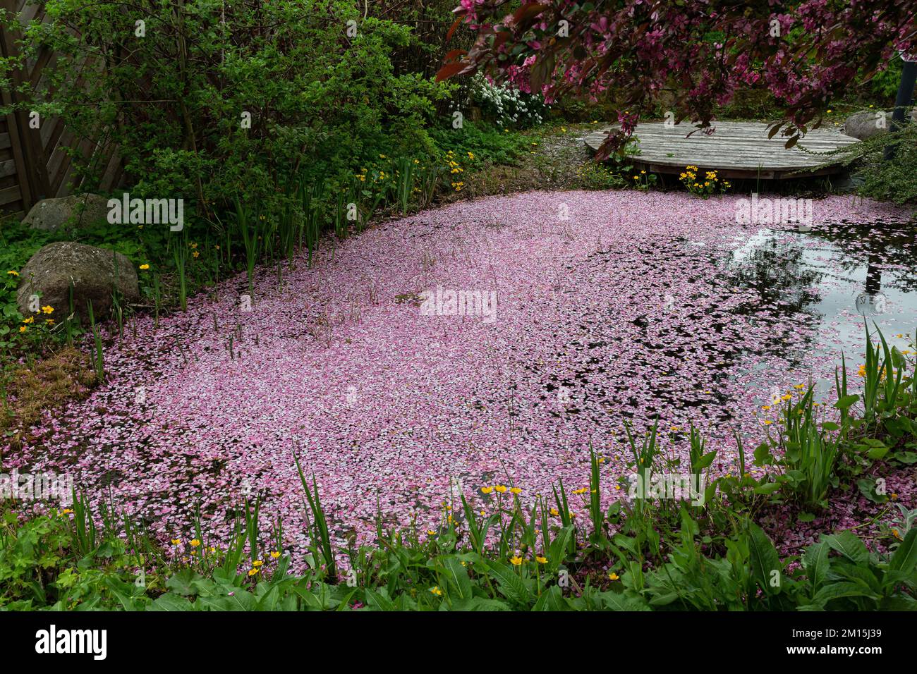 A carpet of pink petals floats on the water of a garden pond. Stock Photo