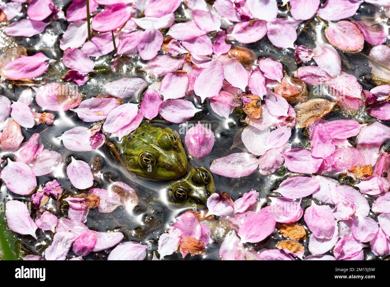 Two pond frogs squat on each other, their heads peering out from a sea of pink flower petals floating on the water of a pond. Stock Photo