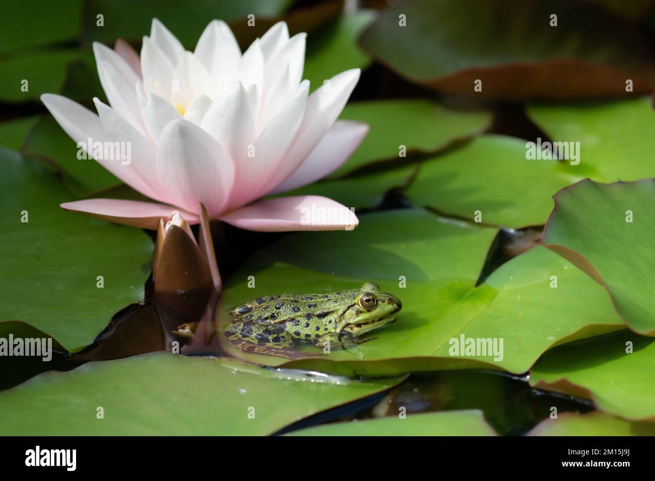 In a pond, a green frog sits on a lily pad in front of a water lily. Stock Photo