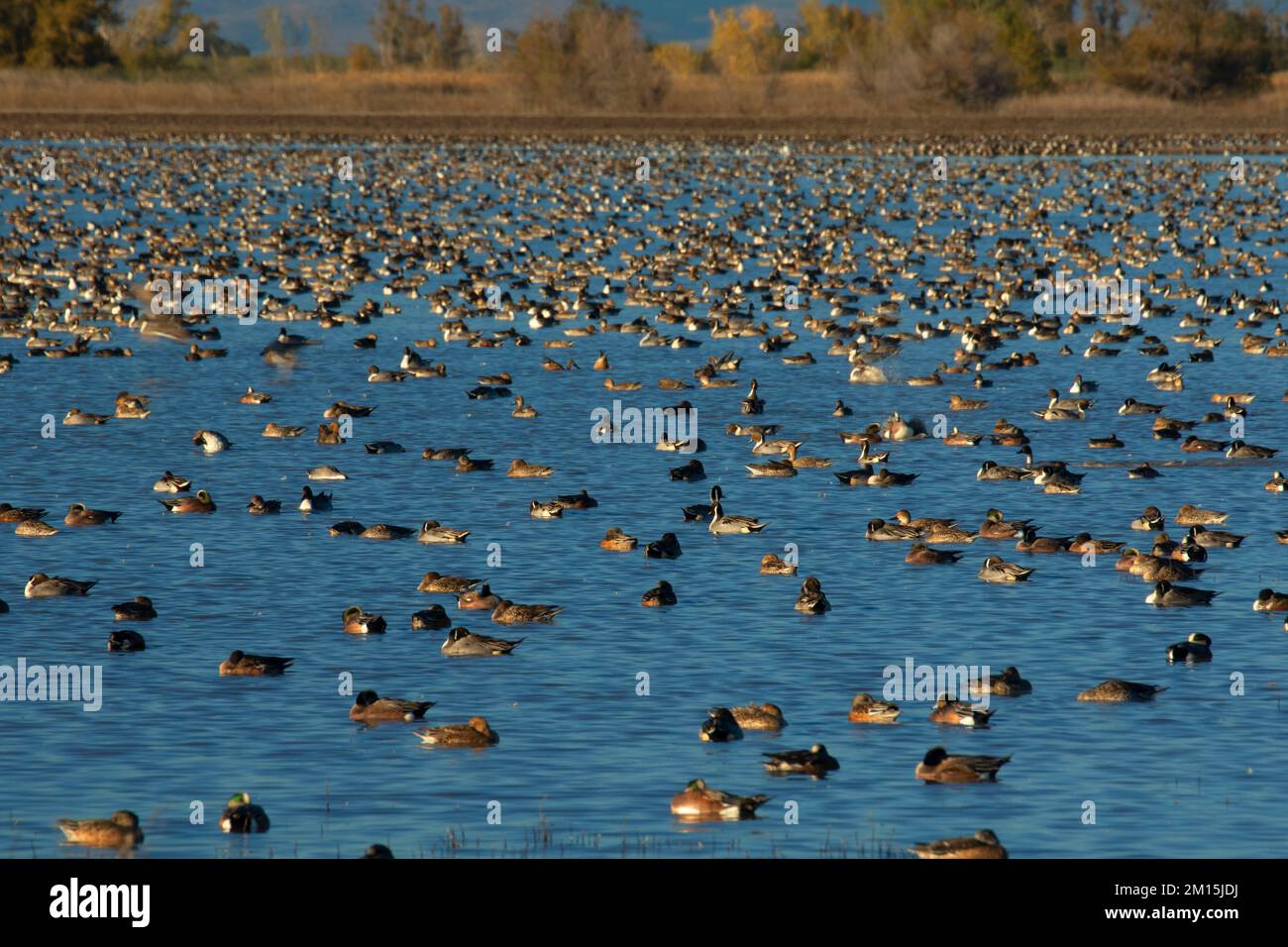 Waterfowl pond, Llano Seco Unit, Steve Thompson North Central Valley Wildlife Management Area, California Stock Photo