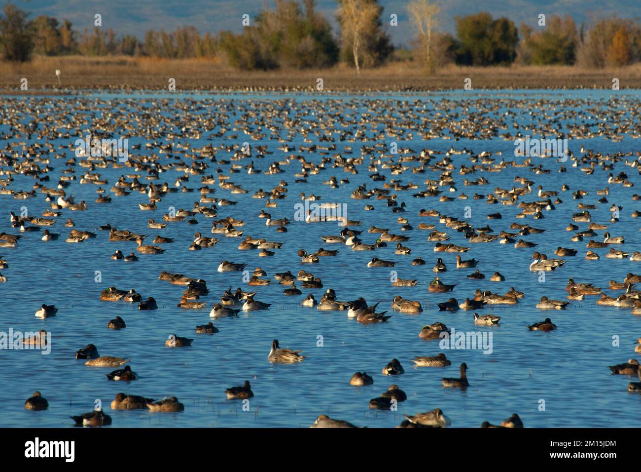 Waterfowl pond, Llano Seco Unit, Steve Thompson North Central Valley Wildlife Management Area, California Stock Photo