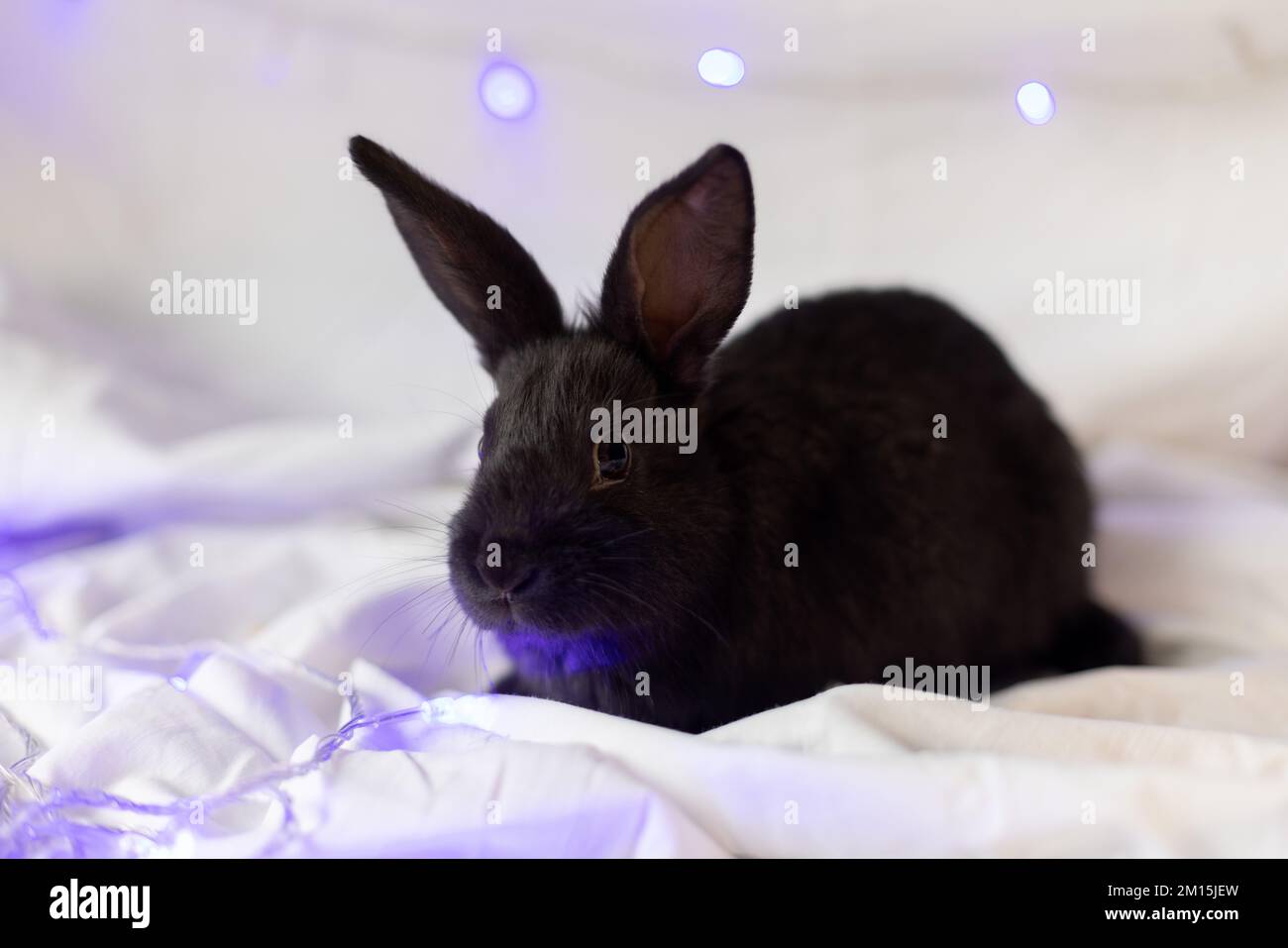 Little black rabbit on a white background with blue Christmas lights ...