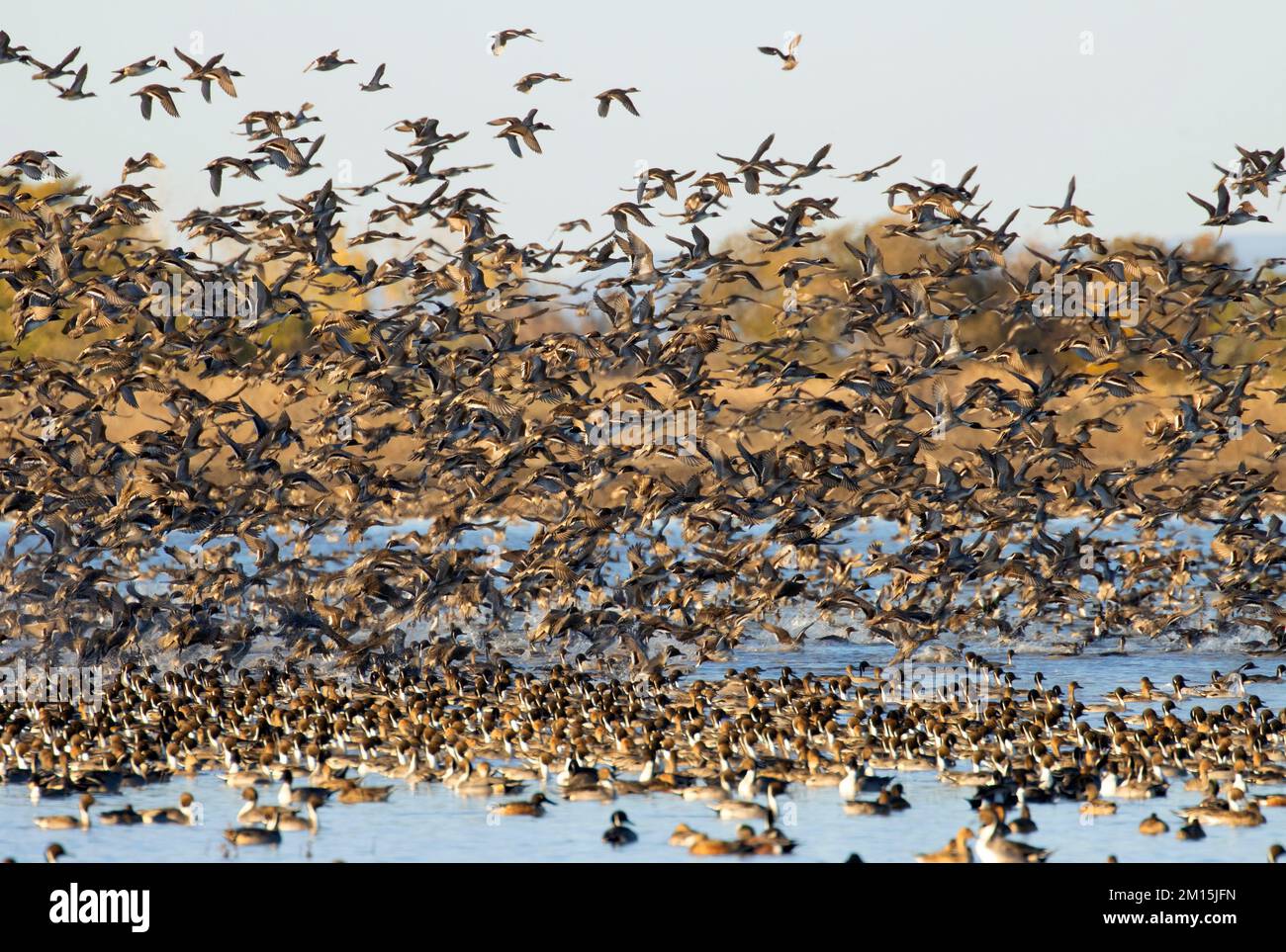Waterfowl pond flyoff, Llano Seco Unit, Steve Thompson North Central Valley Wildlife Management Area, California Stock Photo