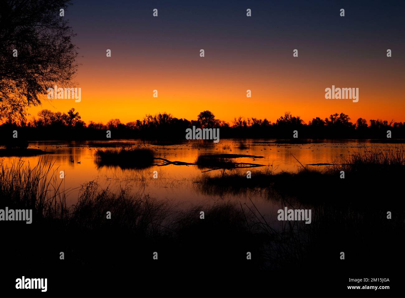 Marsh pond dawn, Gray Lodge Wildlife Area, California Stock Photo Alamy