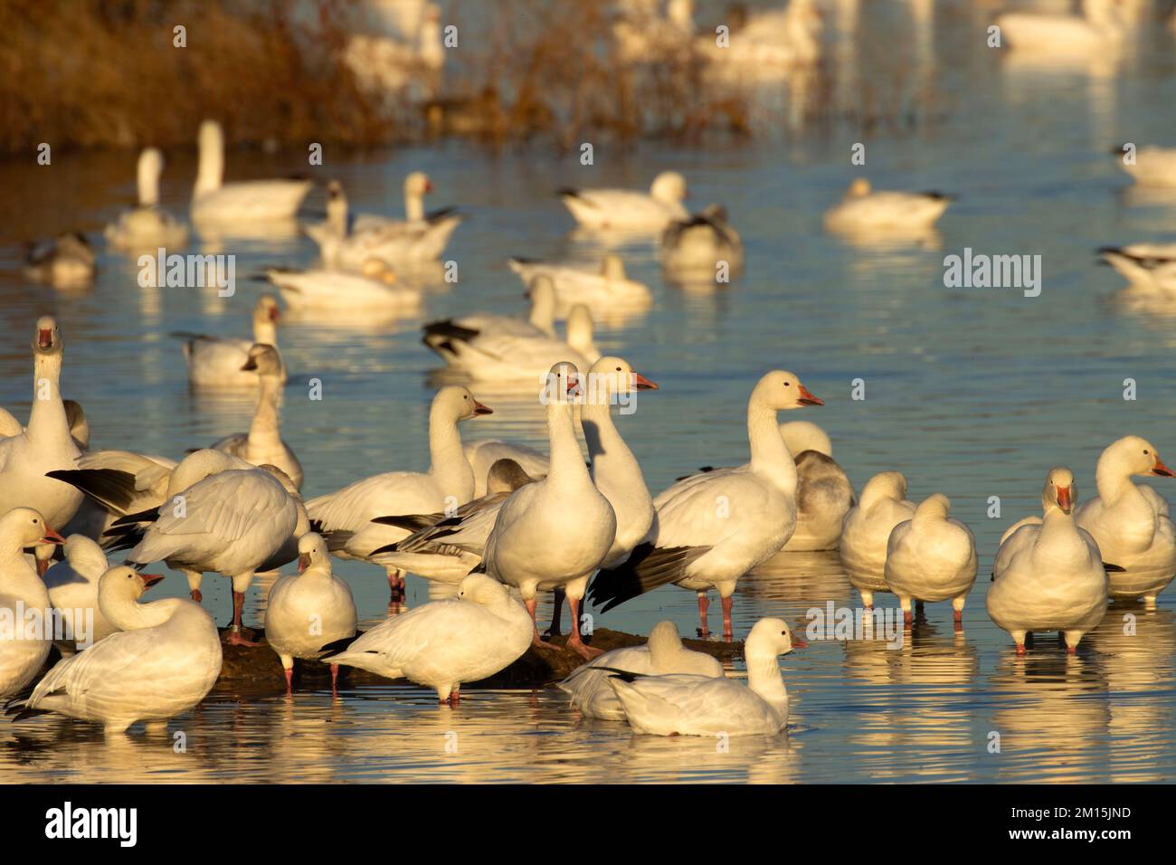 Auto chico hi-res stock photography and images - Alamy