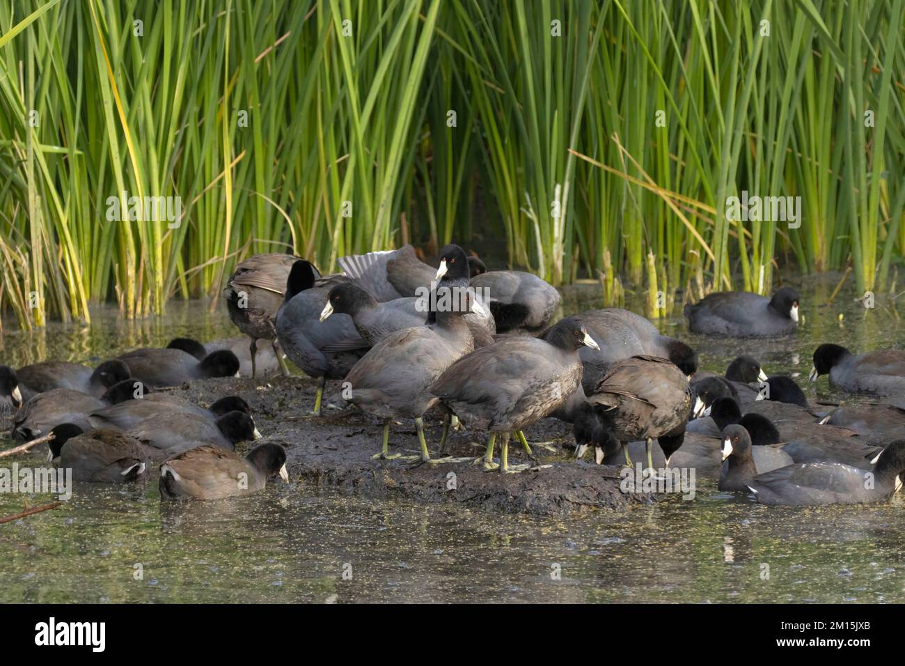 American coot (Fulica americana), Colusa National Wildlife Refuge, California Stock Photo