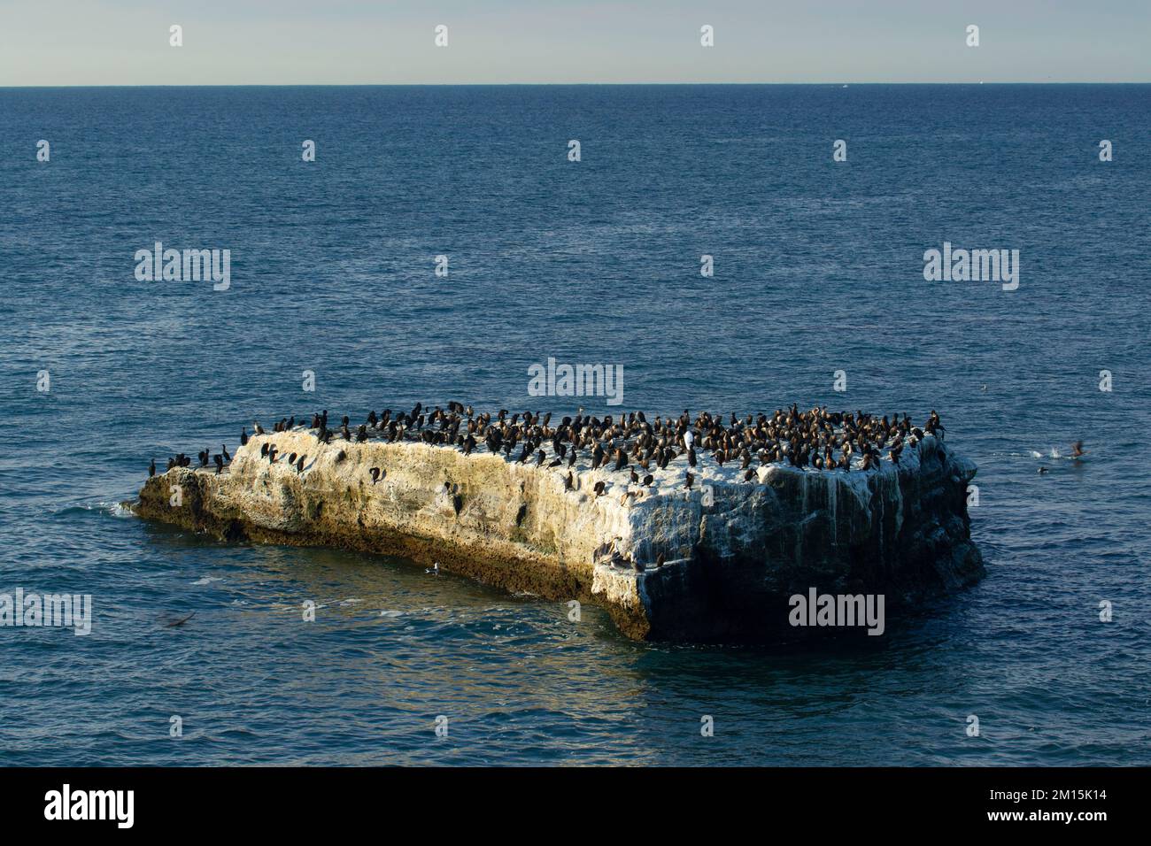 Offshore rock with cormorants, West Cliff Park, Santa Cruz, California Stock Photo
