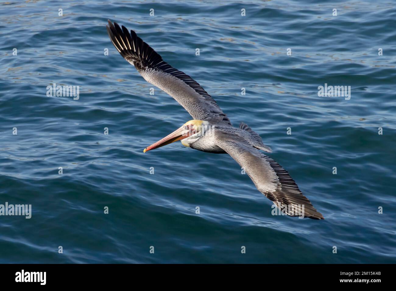 Brown pelican (Pelecanus occidentalis) in flight from Ohlone Bluff Trail, Wilder Ranch State Park, California Stock Photo