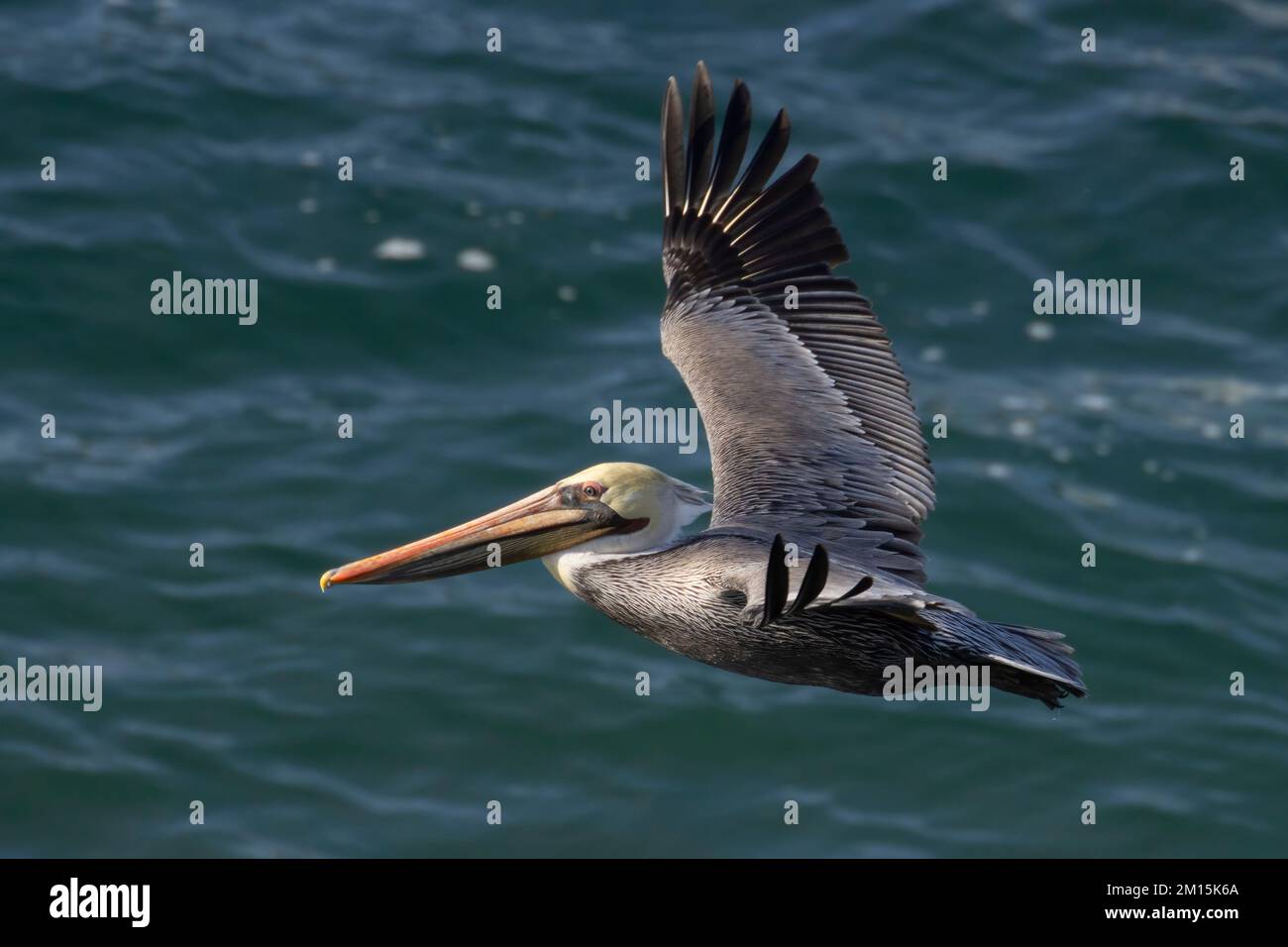 Brown pelican (Pelecanus occidentalis) in flight from Ohlone Bluff Trail, Wilder Ranch State Park, California Stock Photo