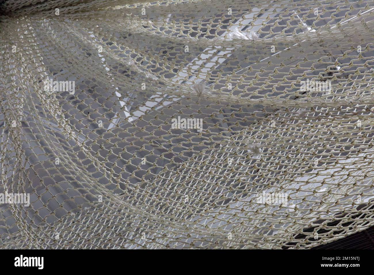 Looking up at off-white sports netting inside gymnasium, with white beam and ceiling behind it.  Netting is bunched up as a textured background. Stock Photo