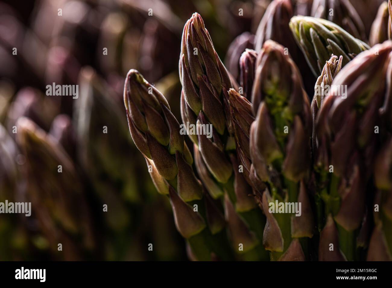 Raw unpeeled growing purple asparagus with green stems pressed tightly