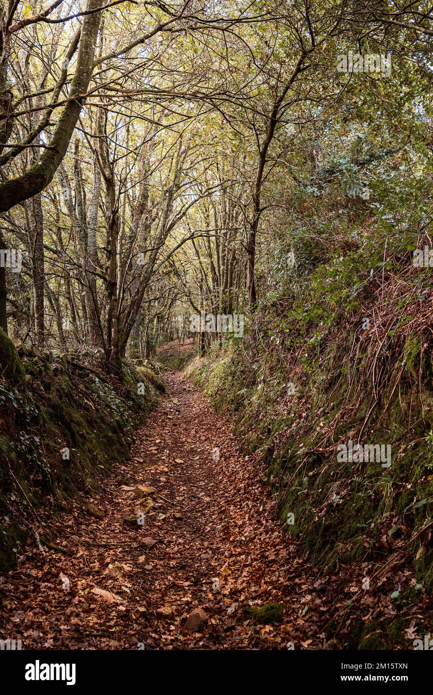 Empty pathway with dry fallen leaves on ground between leafless trees