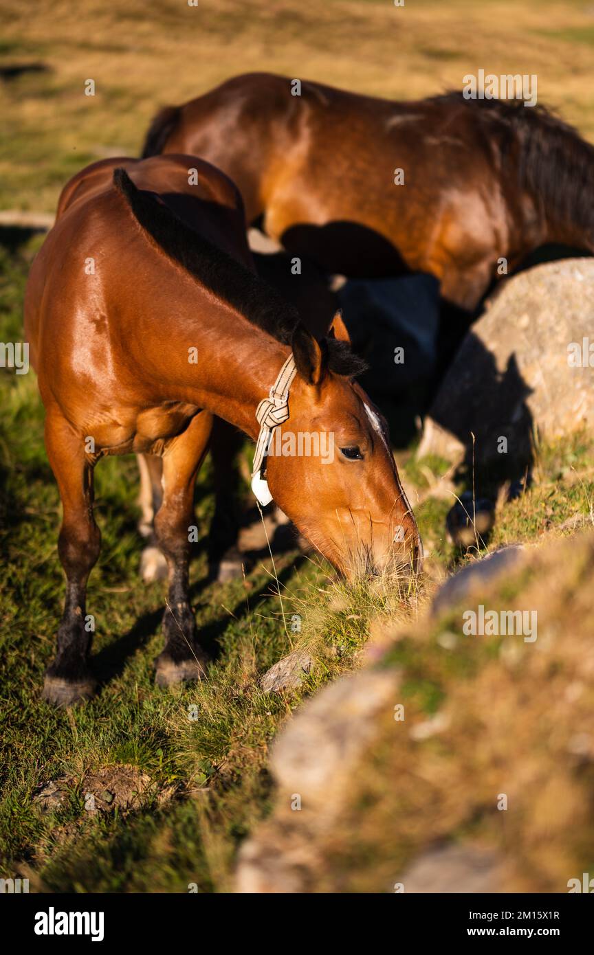 High angle chestnut horses hi-res stock photography and images - Alamy