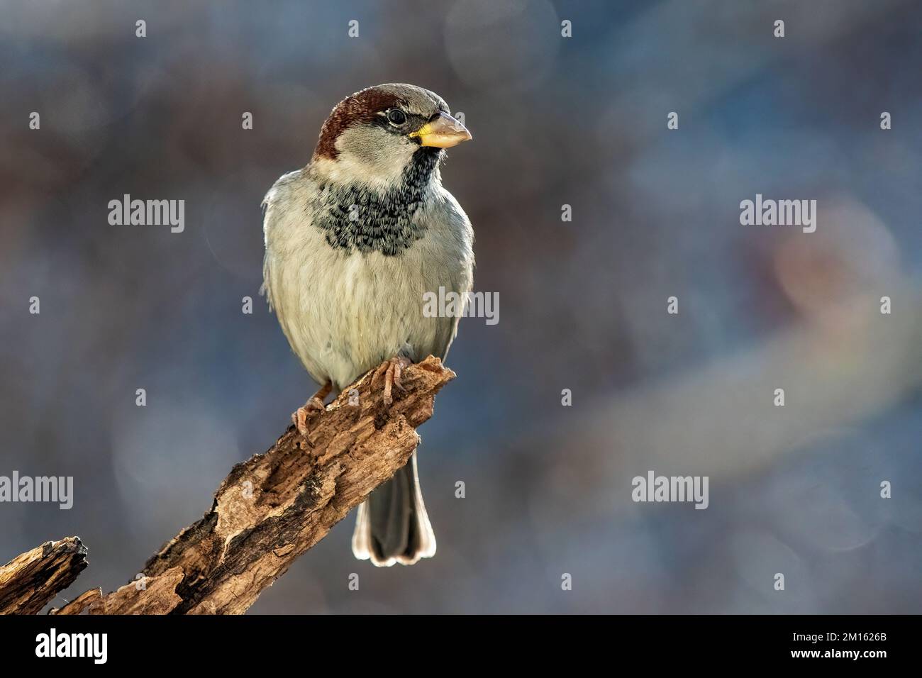 House sparrow close-up Stock Photo