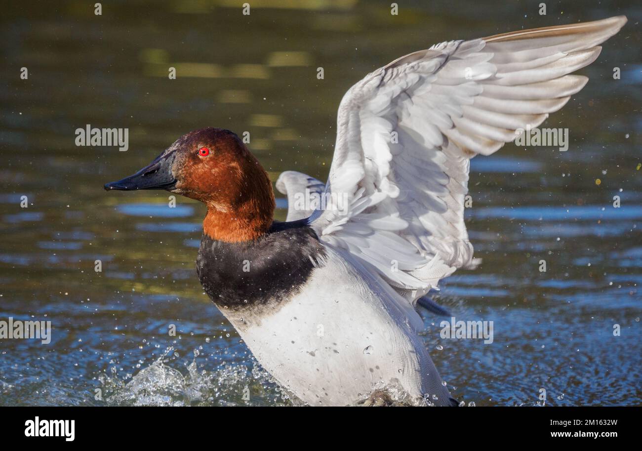 Canvasback Aythya valsineria flapping its wings during bathing and preening at Slimbridge Gloucestershire UK Stock Photo