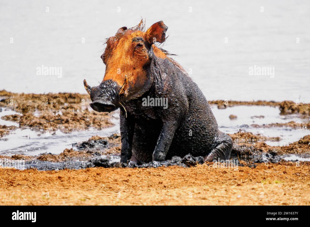 Warthog Phacochoerus africanus wallowing in mud by a waterhole in Tsavo National Park Kenya Stock Photo
