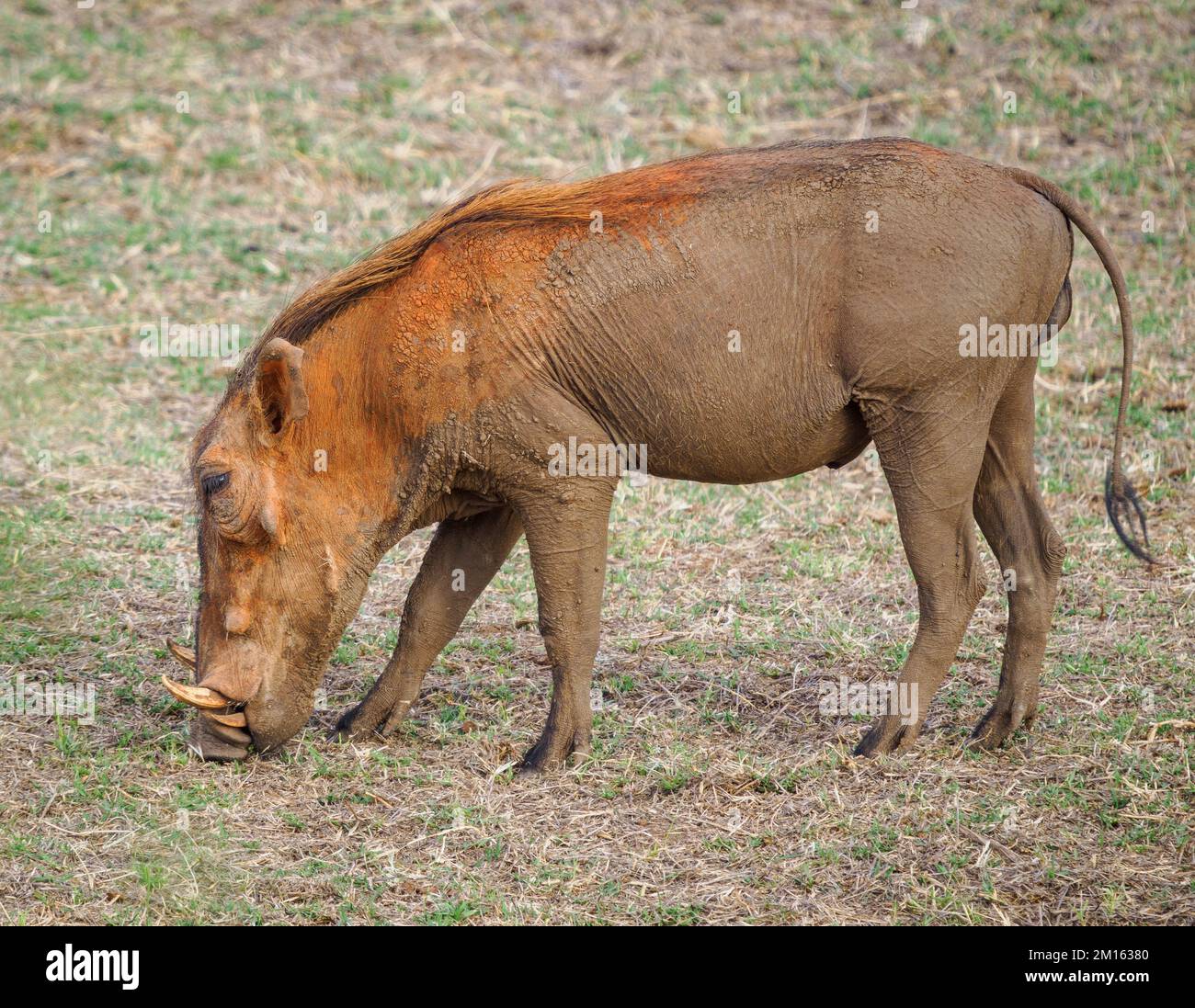 Warthog Phacochoerus africanus at Tsavo National Park Kenya Stock Photo