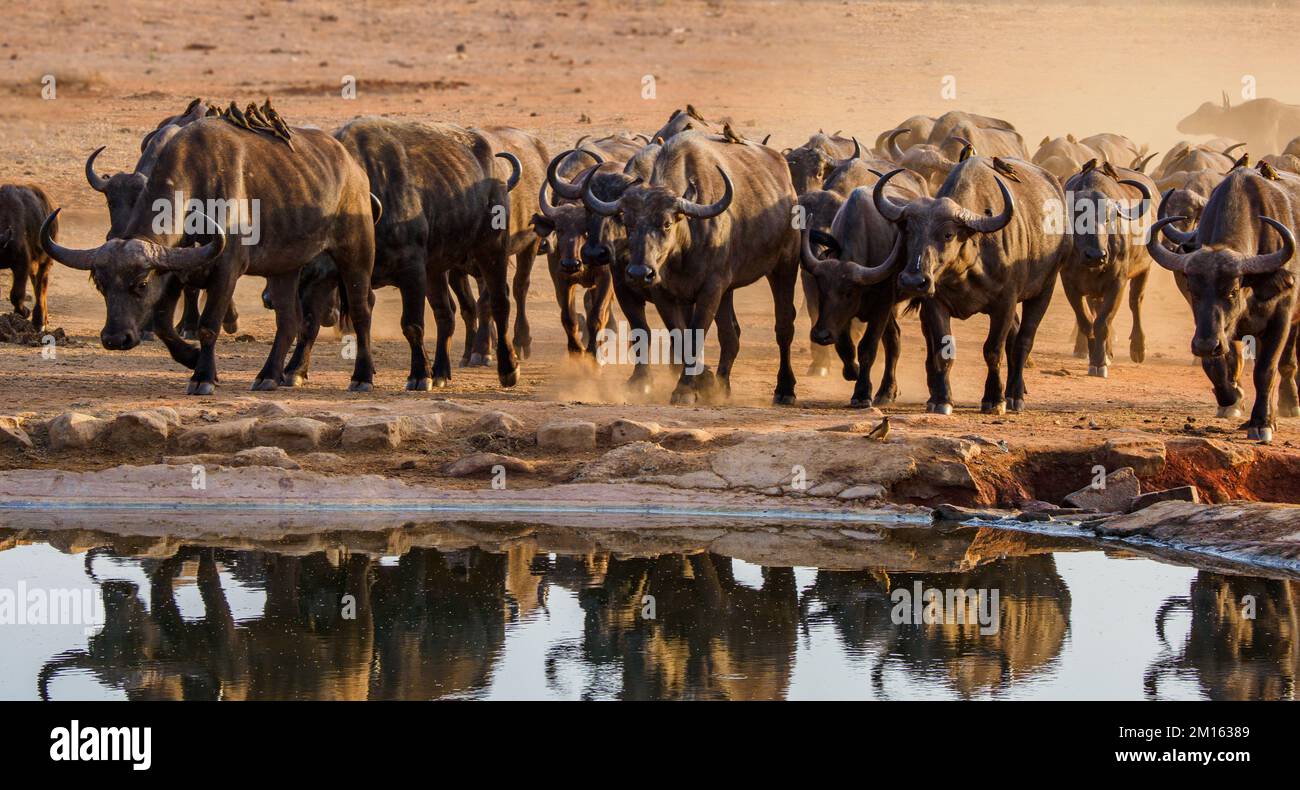 Buffalo visiting a waterhole in the Tsavo National Park on their annual migration - Kenya Africa Stock Photo