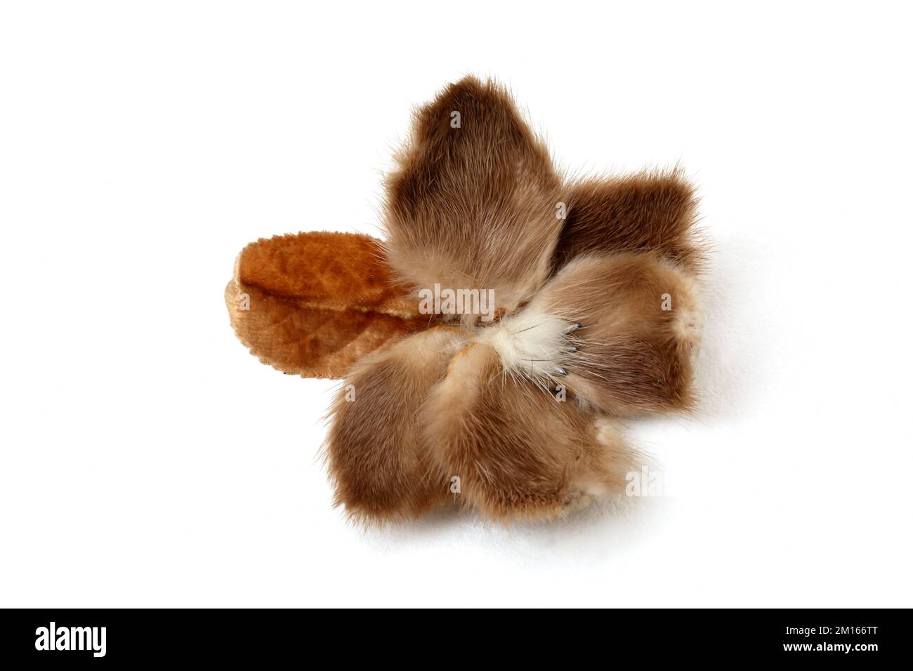 Vintage 1940's  Mink Fur Brooch Stock Photo