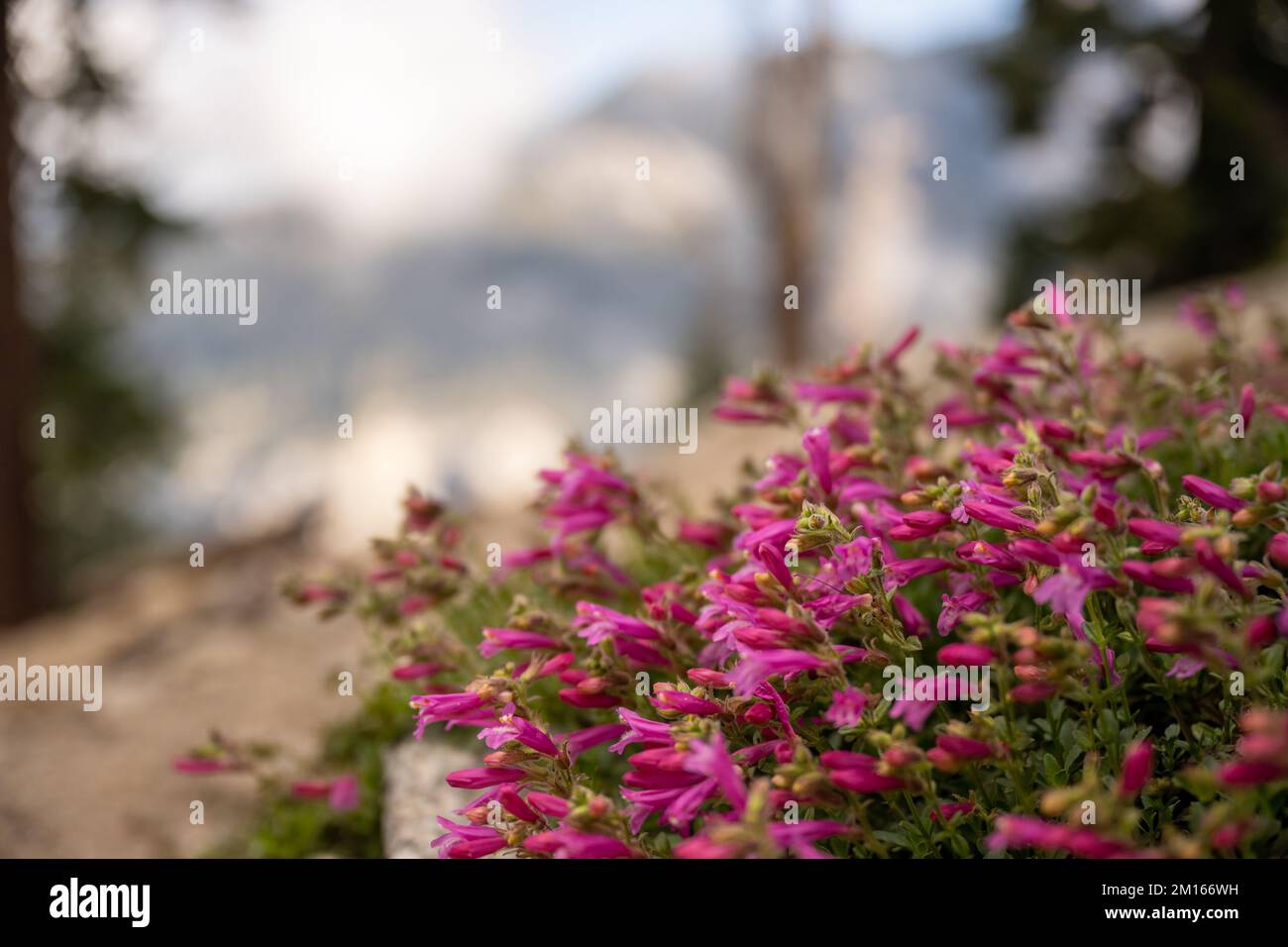 Penstemon Flower Blossoms Line the Granite Trails of Sequoia National Park Stock Photo
