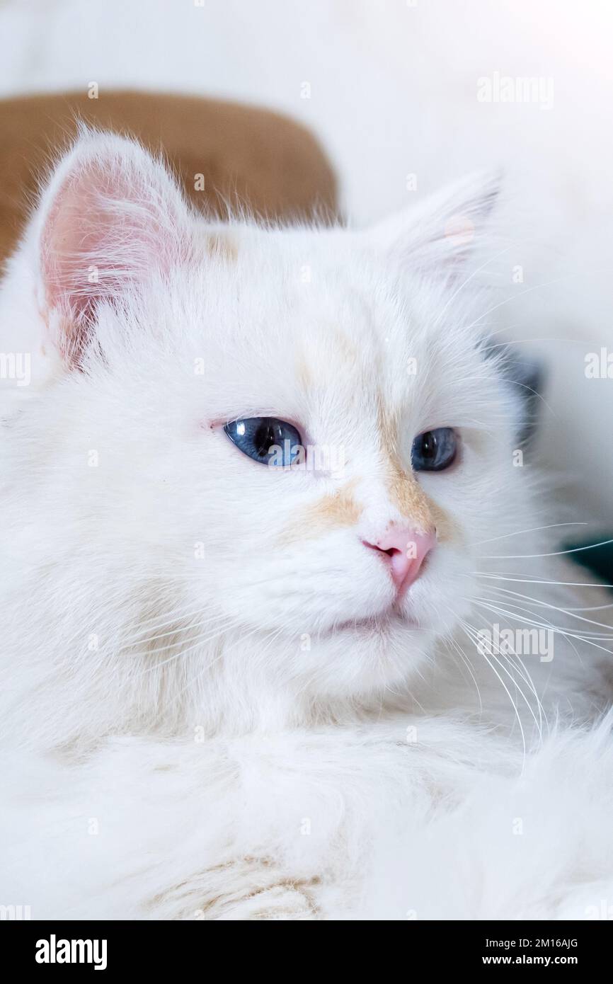 White fluffy angora cat with blue eyes close up portrait Stock Photo