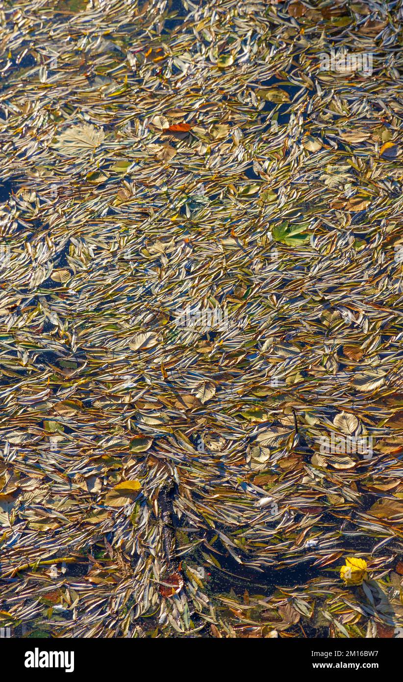 Leaves floating water surface hi-res stock photography and images - Alamy