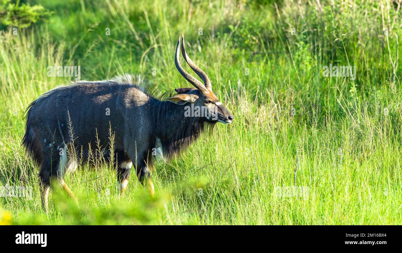 Kudu Nyala Wildlife animal in wilderness park reserve grasslands summer afternoon alert . Stock Photo