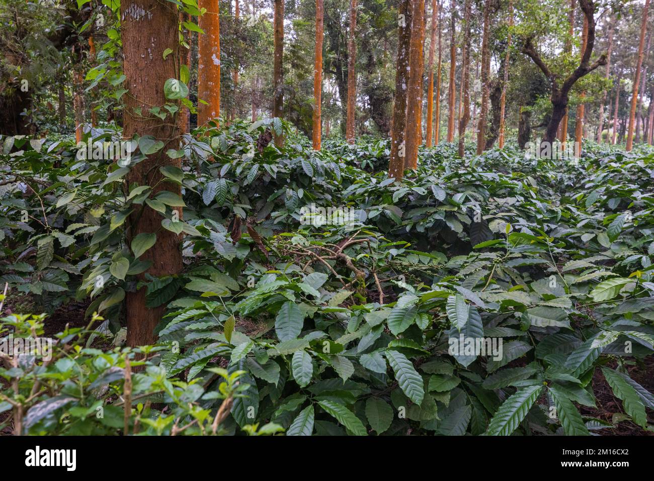 Coffee Plantations in (Virajpet, Karnataka, India Stock Photo Alamy