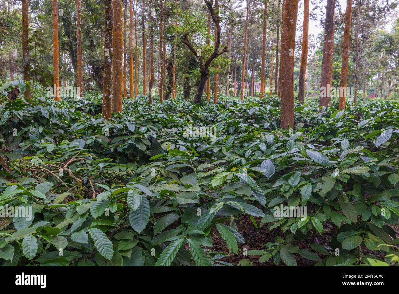 Coffee Plantations in Coorg (Virajpet, Karnataka, India Stock Photo - Alamy