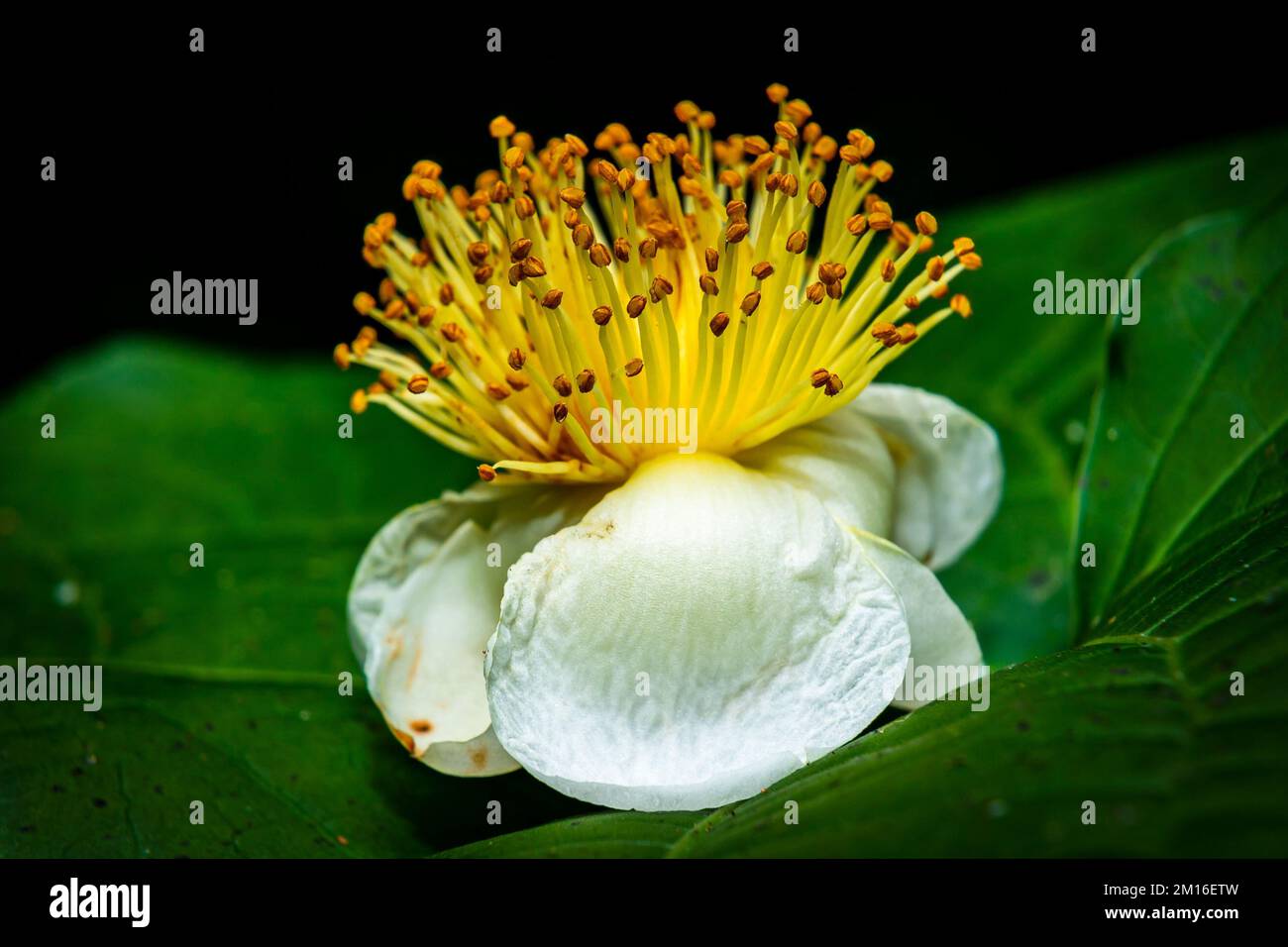 A closeup shot of a blooming gordonia flower in a garden Stock Photo