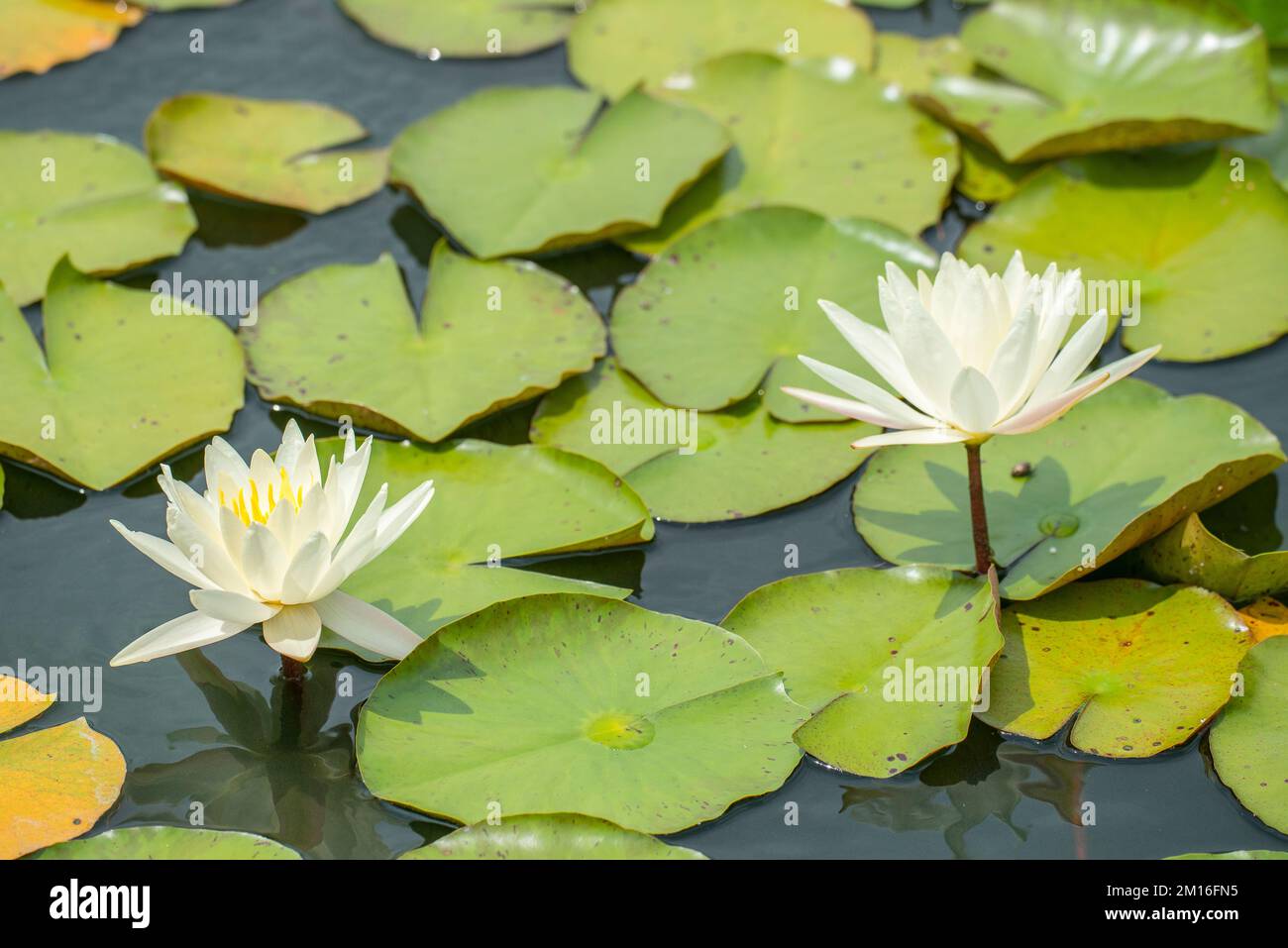 Horticultural variety of beautiful water lily of the genus Nymphaea named 'Moon Dance'. Stock Photo