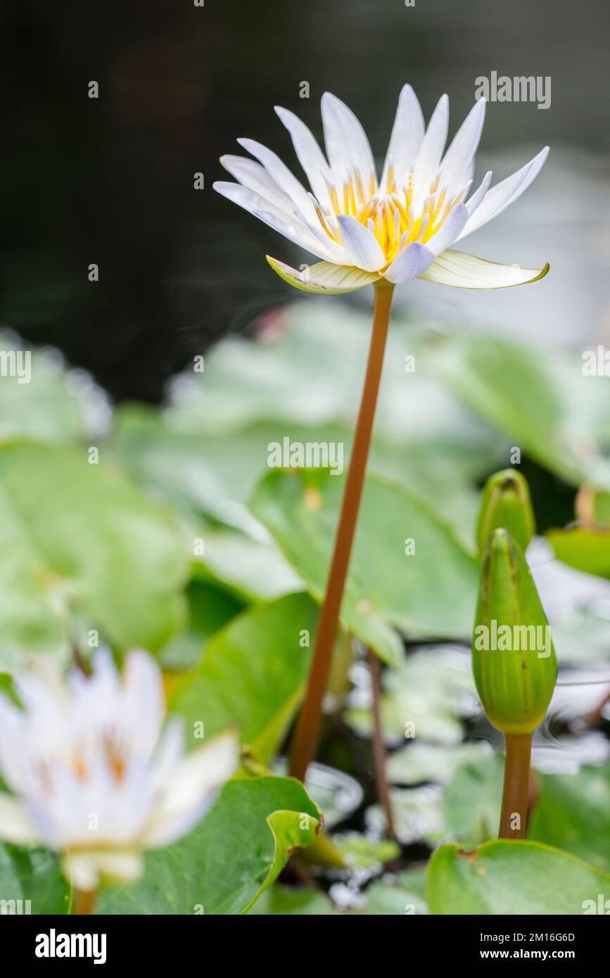 Horticultural variety of beautiful water lily of the genus Nymphaea named 'x daubenyana'. Stock Photo