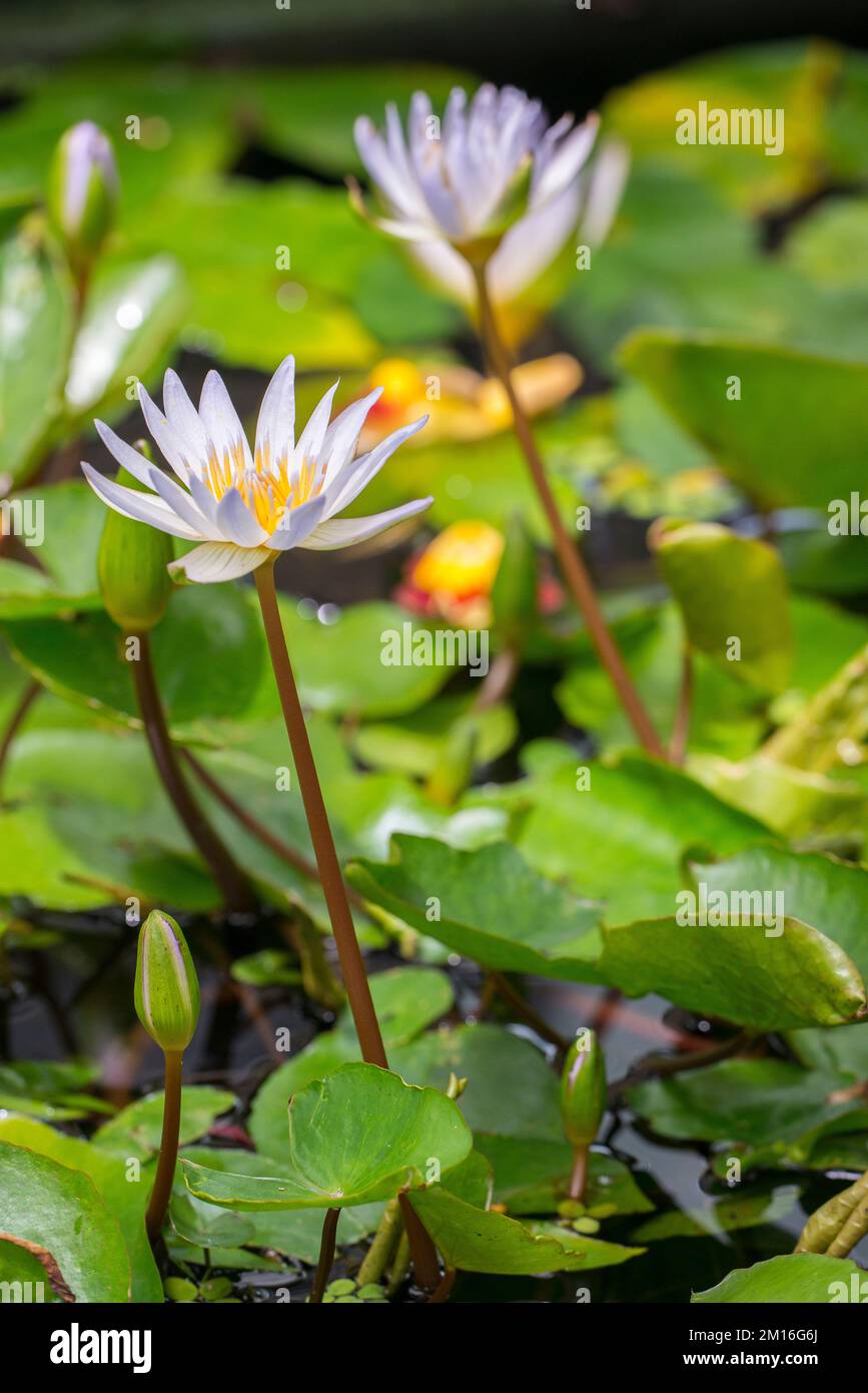 Horticultural variety of beautiful water lily of the genus Nymphaea named 'x daubenyana'. Stock Photo