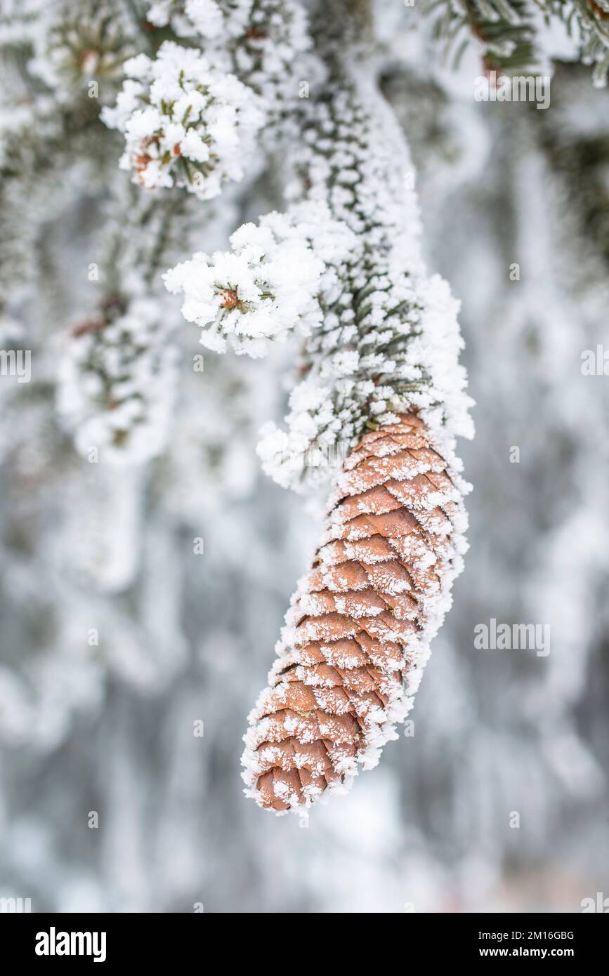Abies alba, the European silver fir or silver fir, is a fir native to the mountains of Europe, cone in winter. Stock Photo