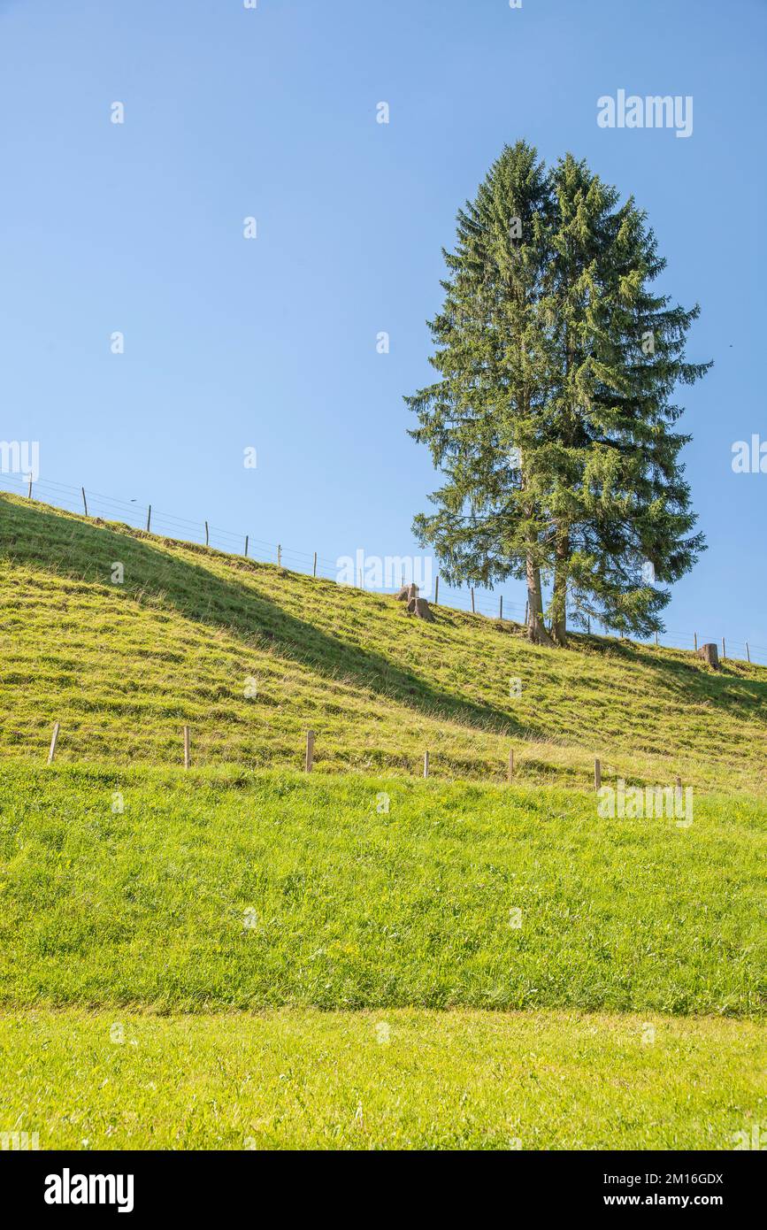 European Silver Tree Silver pine tree hi-res stock photography and images - Alamy