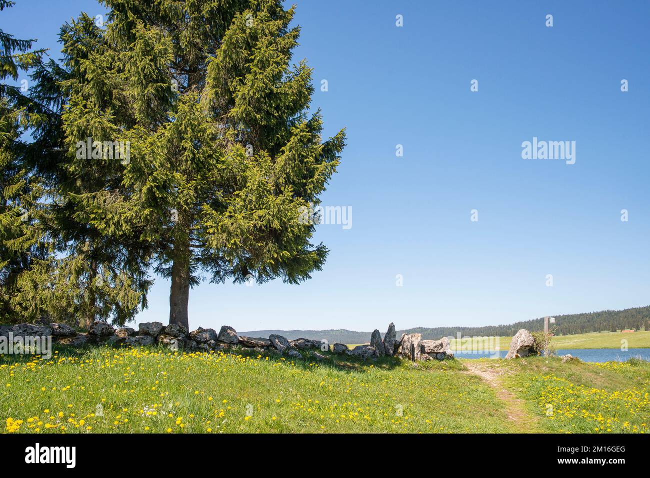 European Silver Tree Abies alba, the European silver fir or silver fir, is a fir native to ...