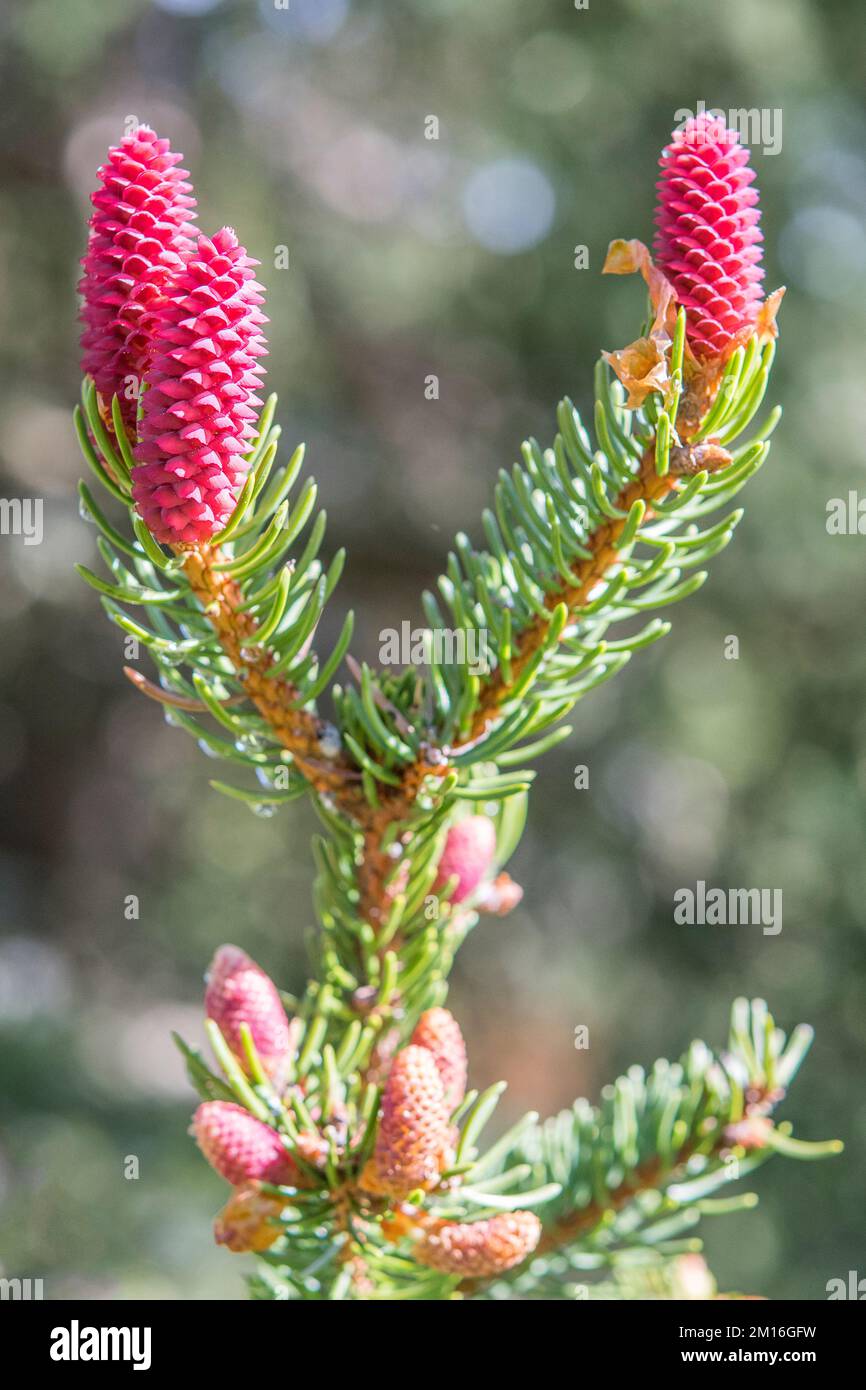 Abies alba, the European silver fir or silver fir, is a fir native to the mountains of Europe, female flower. Stock Photo